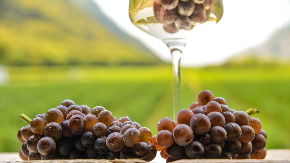 DOC DELLE VENEZIE A RIVE 2025 PER PARLARE DI INNOVAZIONE E SOSTENIBILITÀ, TRA VINO LOW-ALCOHOL E VITIGNI RESISTENTI