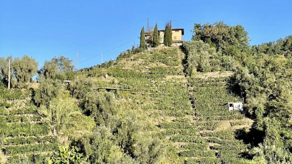 Podere Scurtarola. Dal caos, il vino naturale