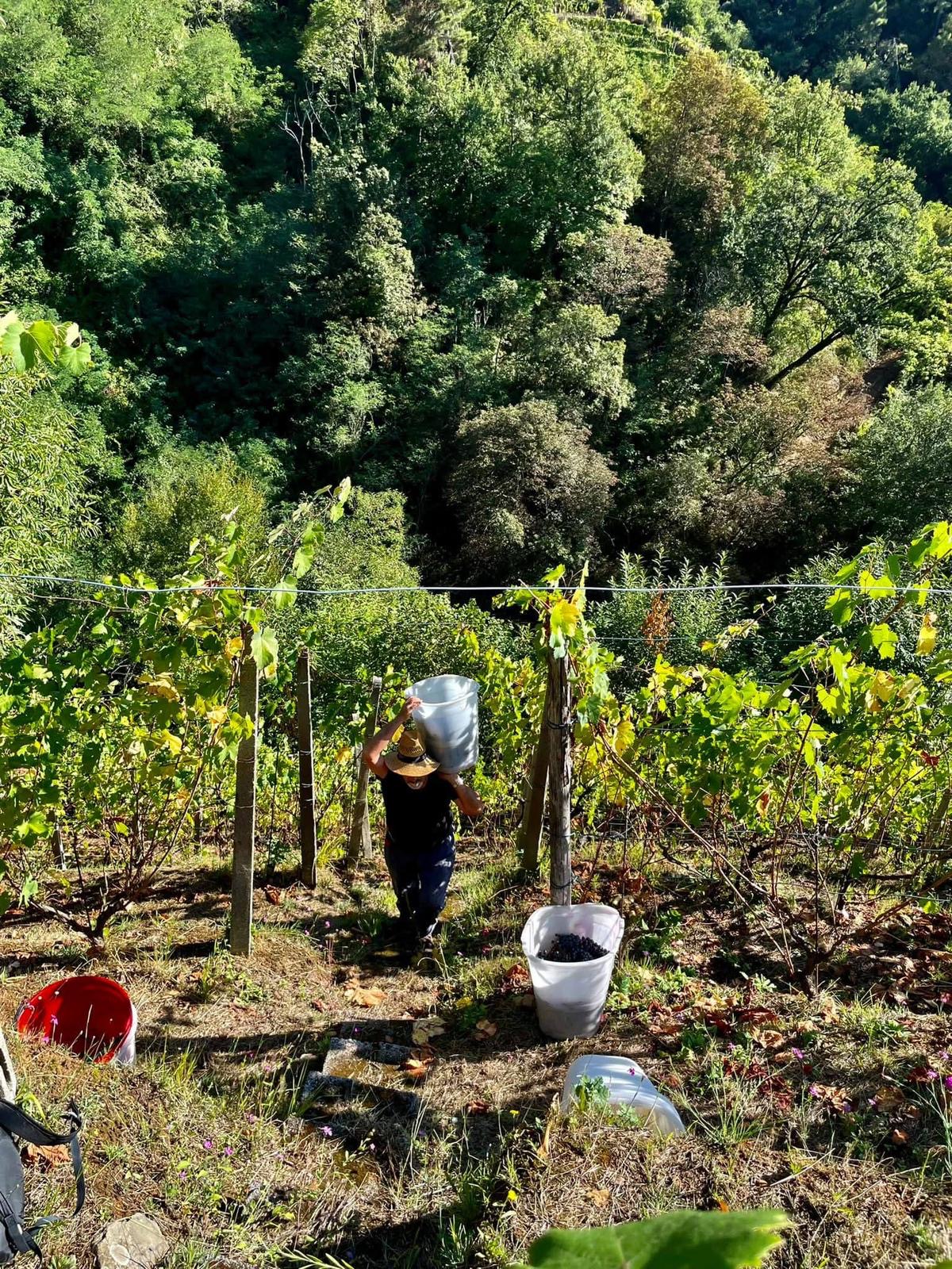 Podere Scurtarola. Dal caos, il vino naturale