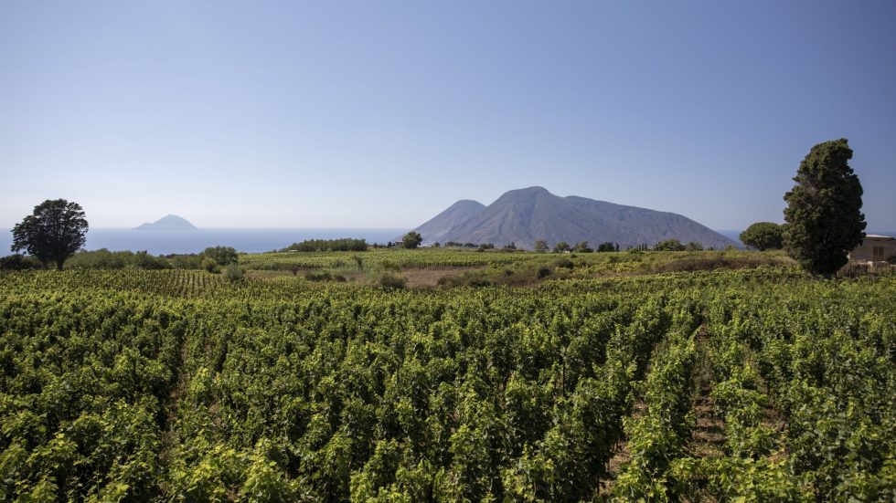 Eúxenos: l’interpretazione di Tenuta di Castellaro della Malvasia delle Lipari