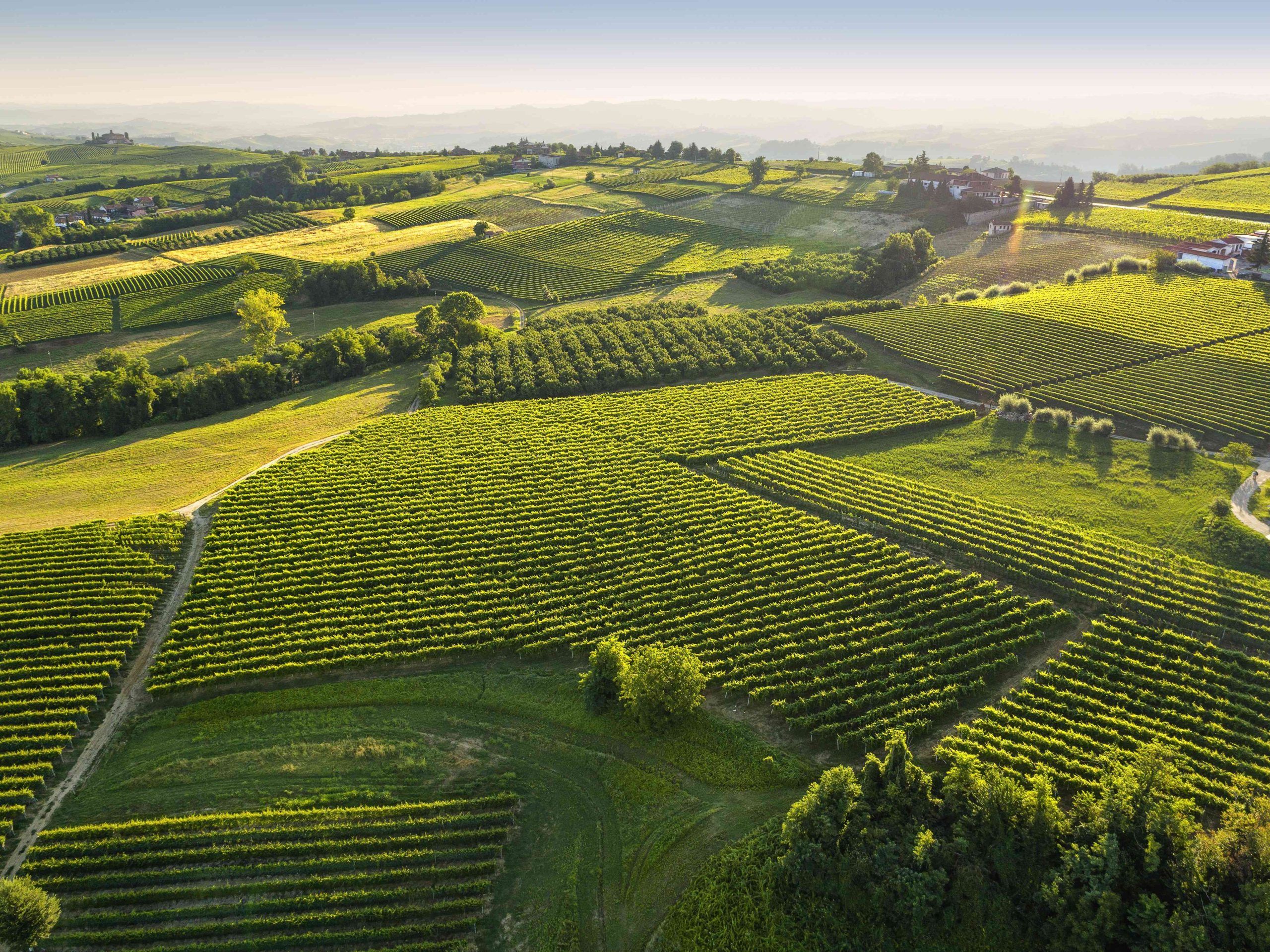 Piazzo Comm. Armando. Le Langhe a mucchietti