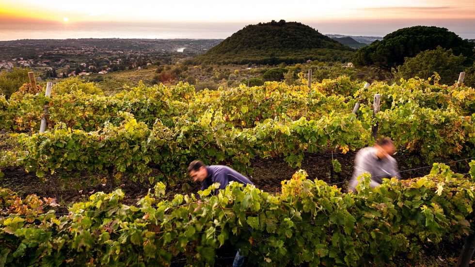 Assovini Sicilia chiude la vendemmia 2025 con vini di grande qualità e forte identità territoriale