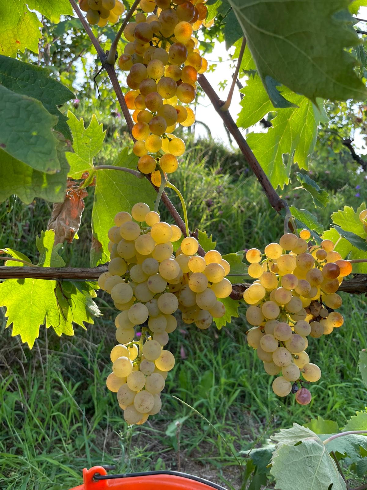 Podere Scurtarola. Dal caos, il vino naturale