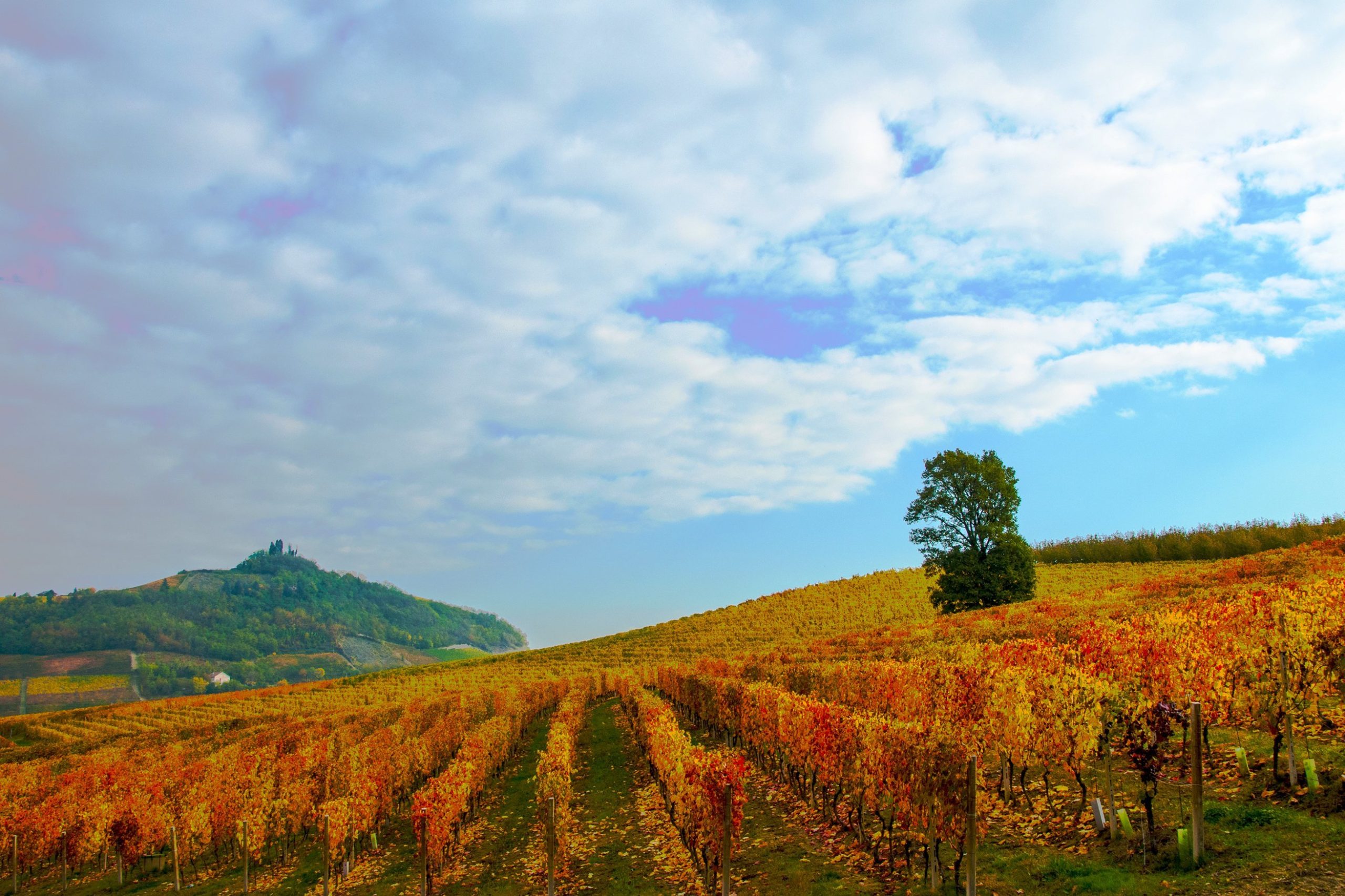 Barbera d’Asti Wine Festival: grandi protagonisti per le masterclass dal 7 al 10 novembre 2025
