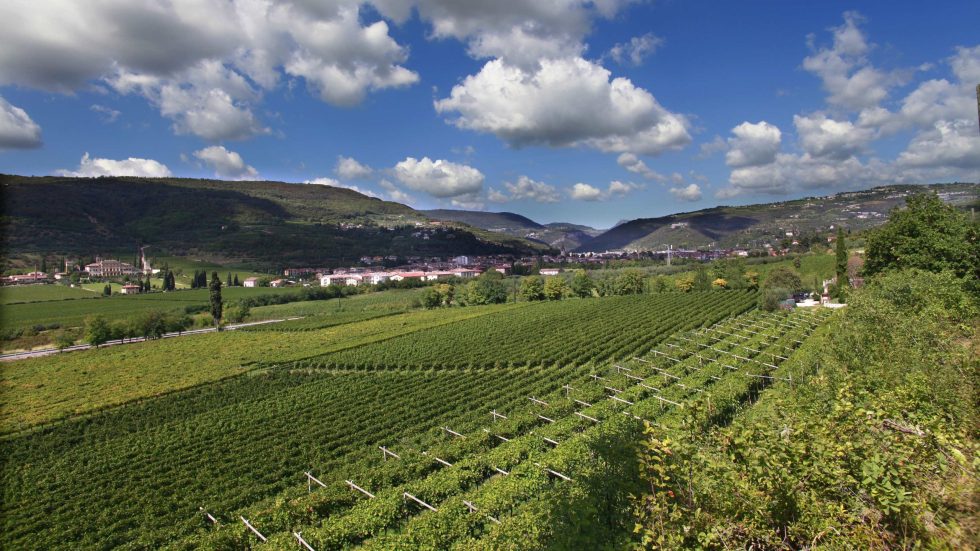 Cantine di Verona: bilancio 2024/2025 con utile in crescita e sostenibilità al centro
