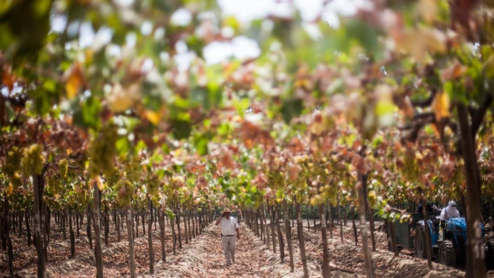 Ica, nel sud del Perù, trasforma ogni anno il deserto in un palcoscenico di vendemmia, leggende e natura spettacolare, diventando una delle esperienze più iconiche del calendario sudamericano.