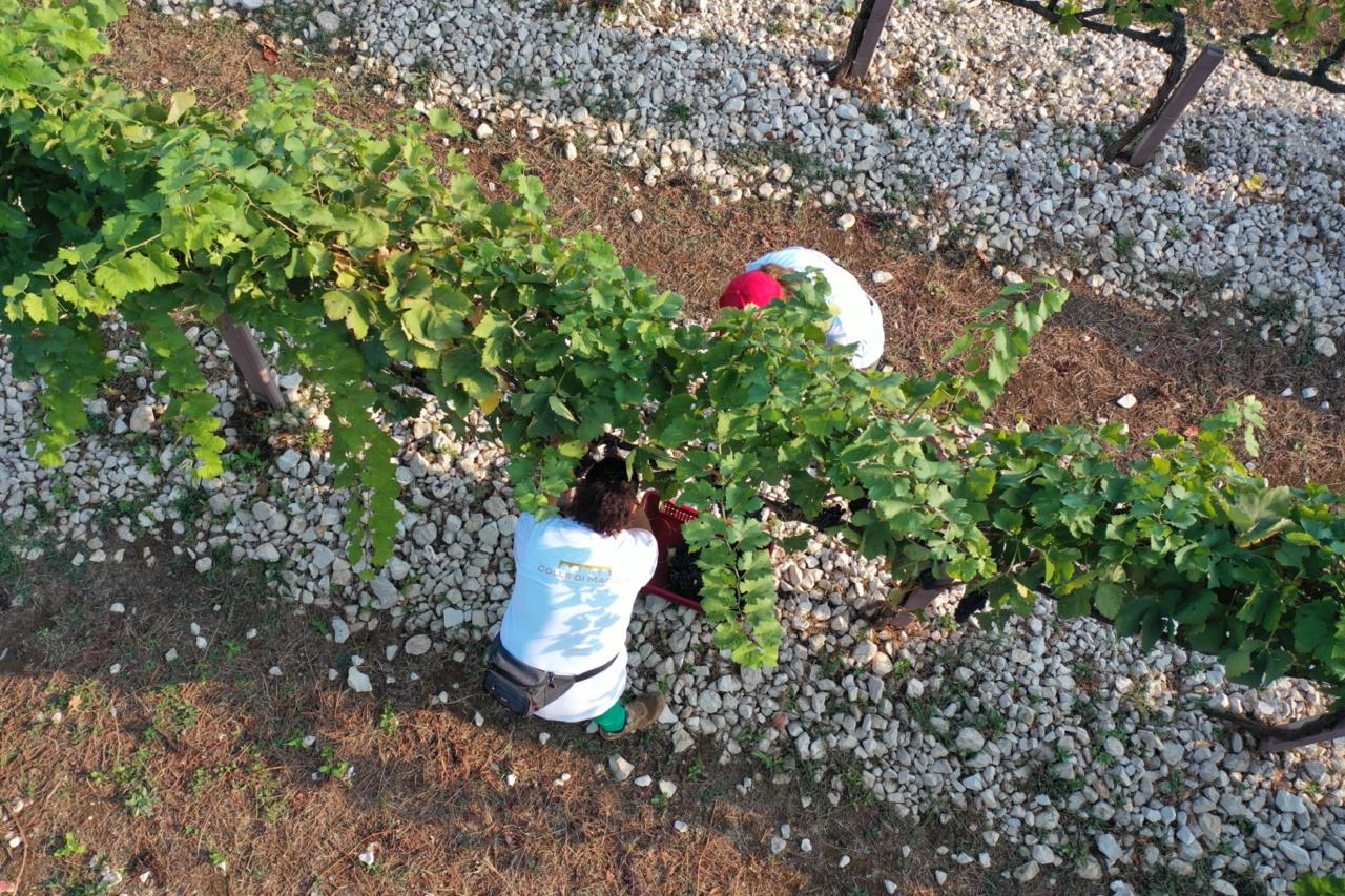 COLLE DI MAGGIO