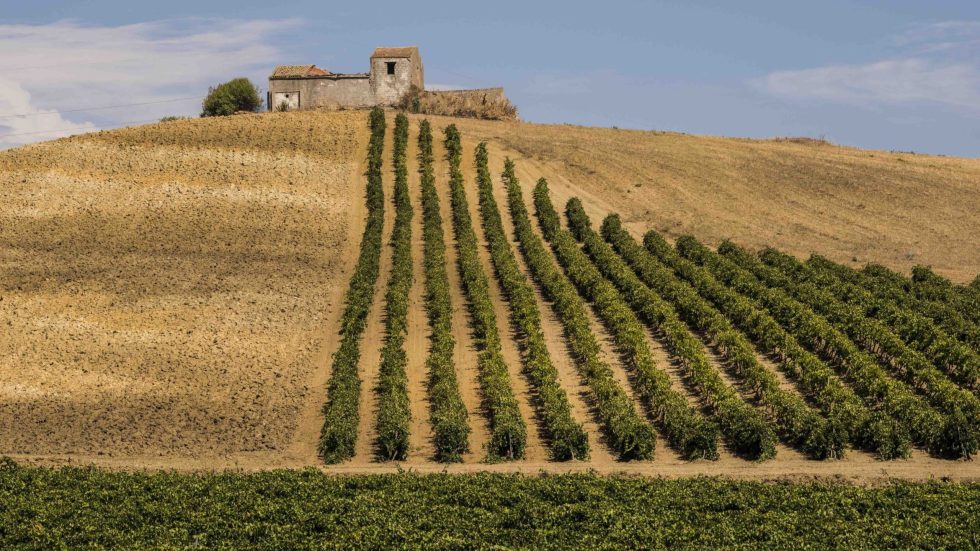 La Sicilia del vino: identità, sostenibilità e focus sui mercati europei con Sicilia DOC Collection