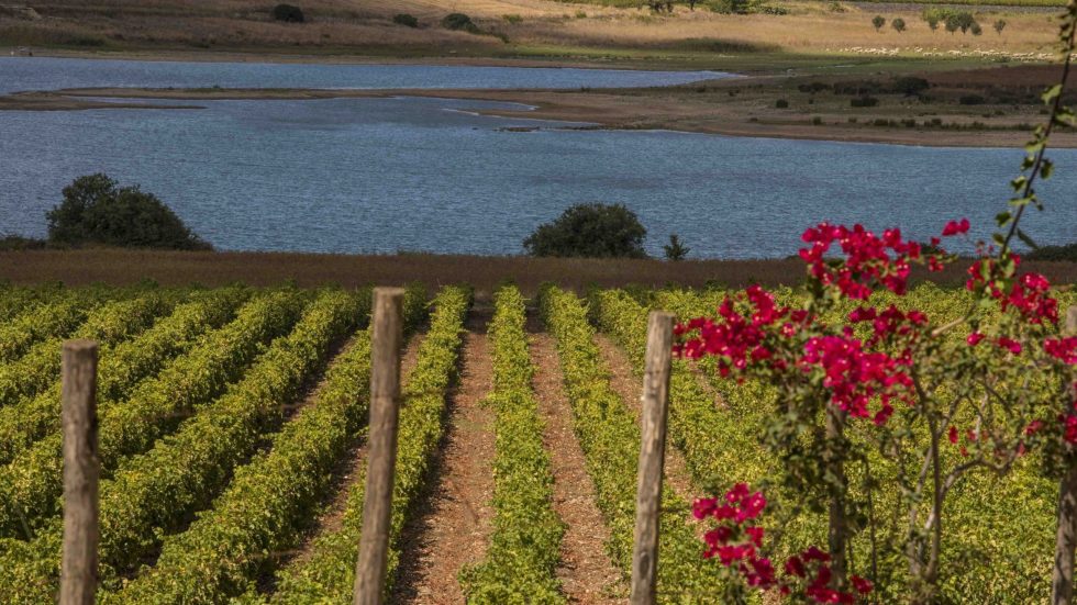 Consorzio DOC Sicilia: mercati asiatici in crescita nel 2025, vendemmia in ripresa e nuove strategie per il 2026