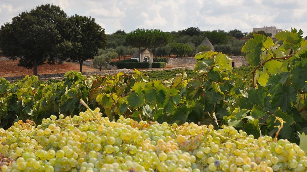 Minutolo. L'aromatico smascherato