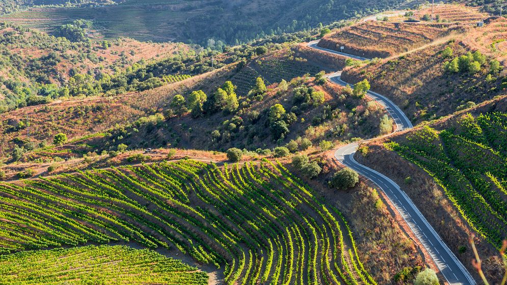 Priorat Confidential. Viaggio tra i calici nati dalla roccia che brilla