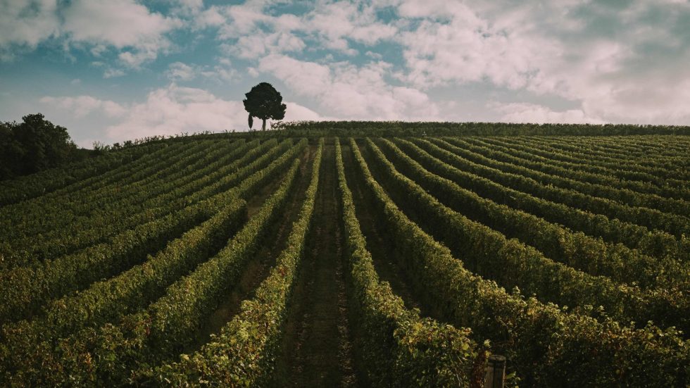 Tedeschi a Wine Paris: la Valpolicella va in scena a Parigi