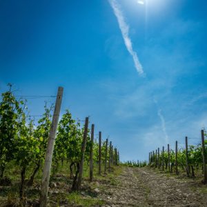 Storie di Langa. Riti, santi e masche