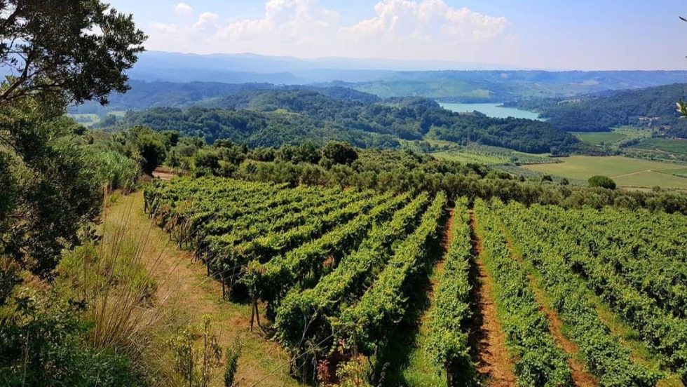 I vini della Costa degli Dei protagonisti a Beviamoci Sud