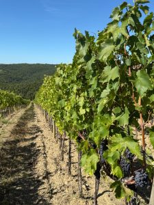 Tenuta Friggiali. Davide Peluso e il Brunello con la napoletanitudine