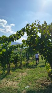 Vigne di Malies. Le bottiglie colme d’amore