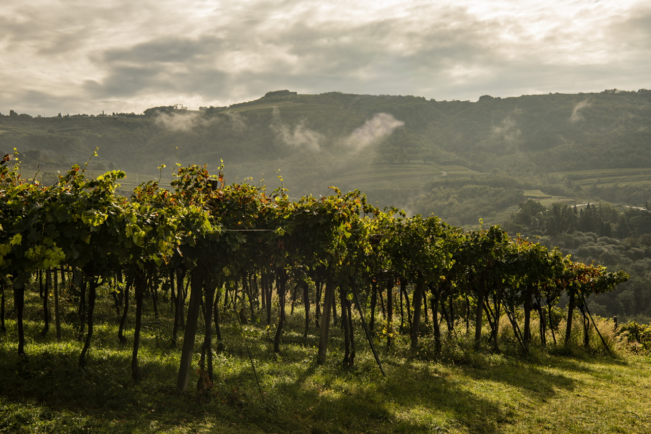 Costa Arènte. L’elegante finezza dell’Amarone e dei suoi fratelli in Valpantena