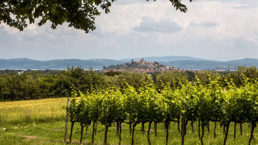 Umbria Top alla Slow Wine Fair 2026: quarta partecipazione consecutiva con una presenza sempre più ampia.