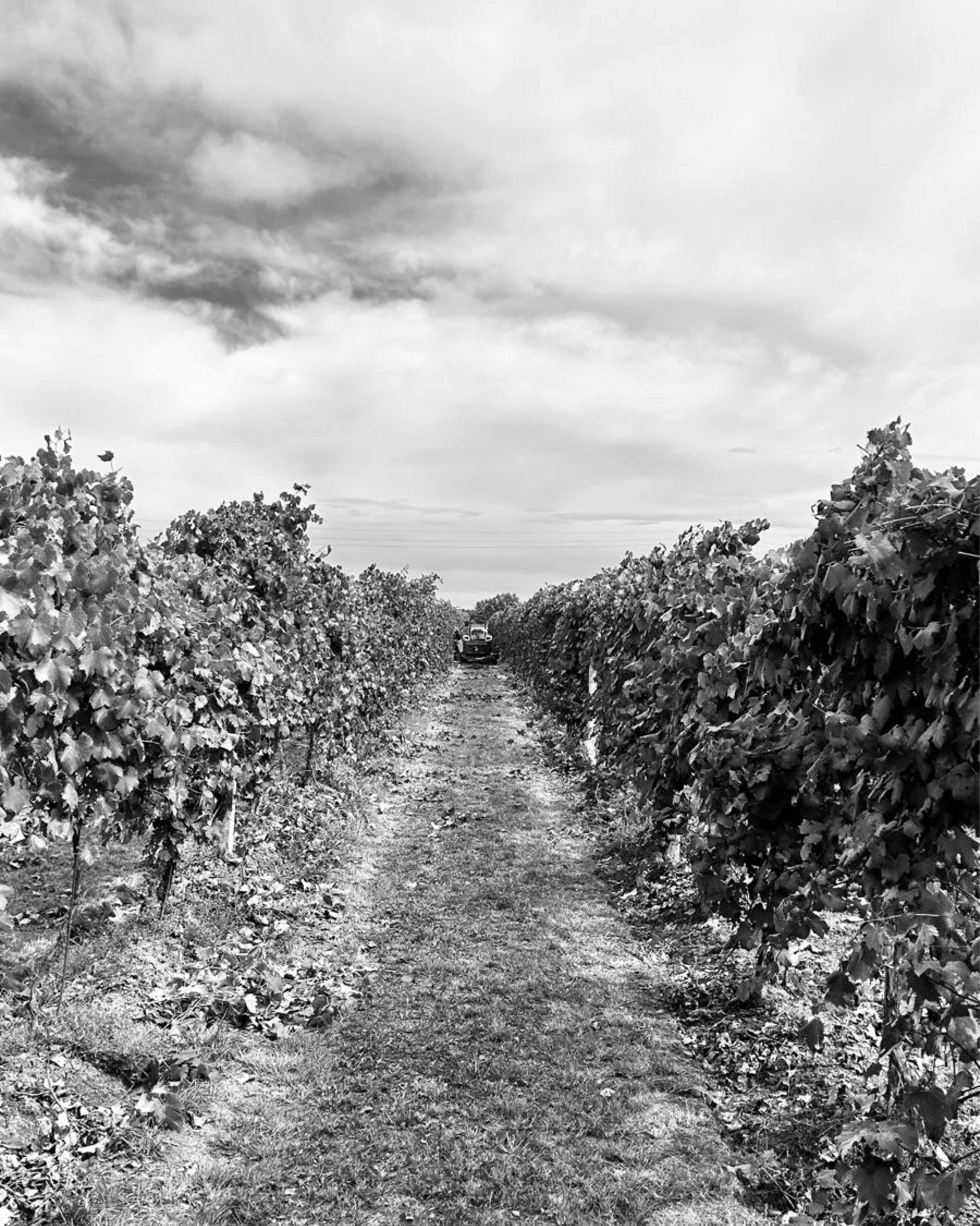Cantina Roncaglia. Imparare ad ascoltarsi nuovamente