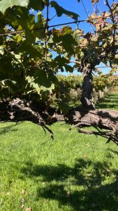 Cantina Sant’Andrea. Andrea Pandolfi: il vino, un atto di resistenza