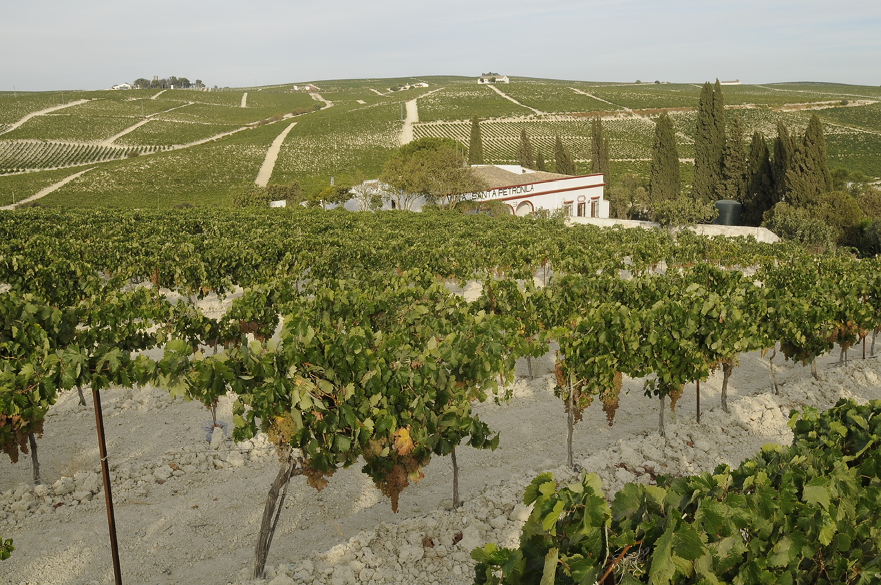Santa Petronila. Il ritorno alle vigne perdute di Jerez