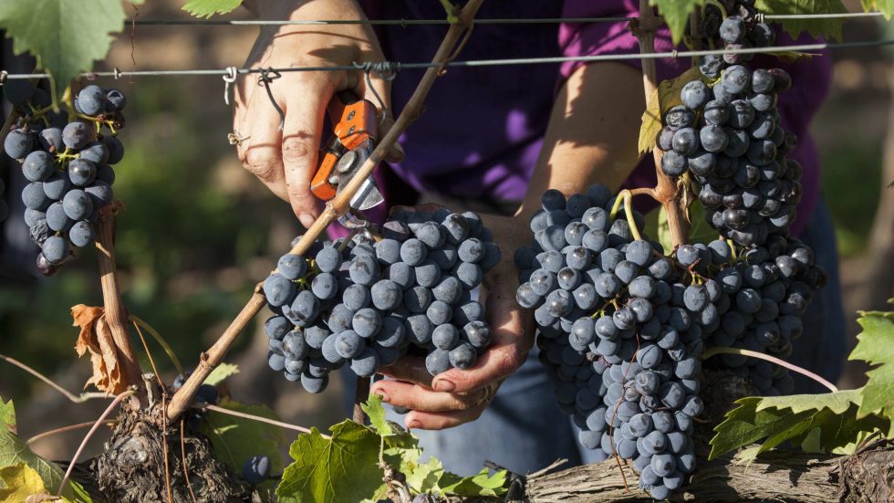 Il Consorzio Morellino di Scansano approva il bilancio: denominazione in crescita nel 2025