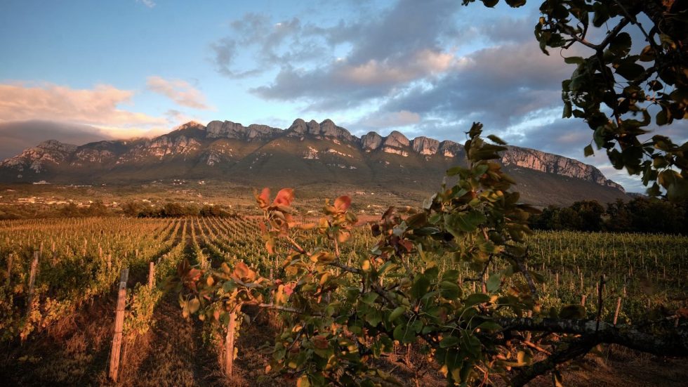 I vini di Salerno. Una strada da percorrere