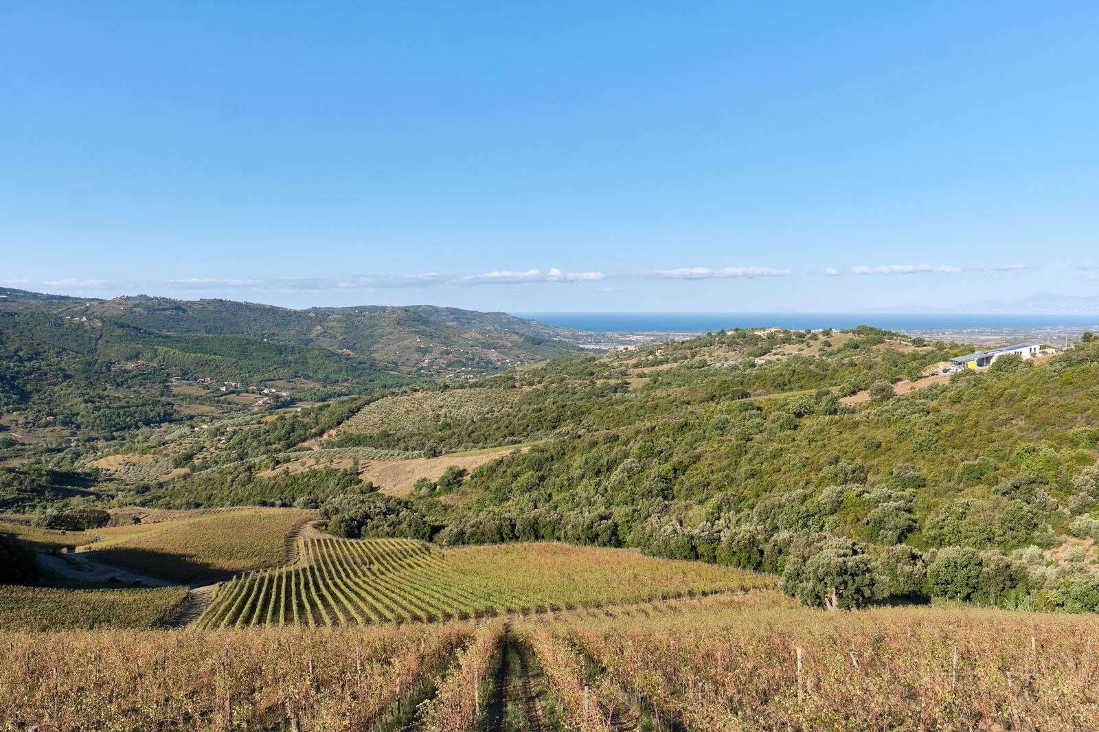 I vini di Salerno. Una strada da percorrere