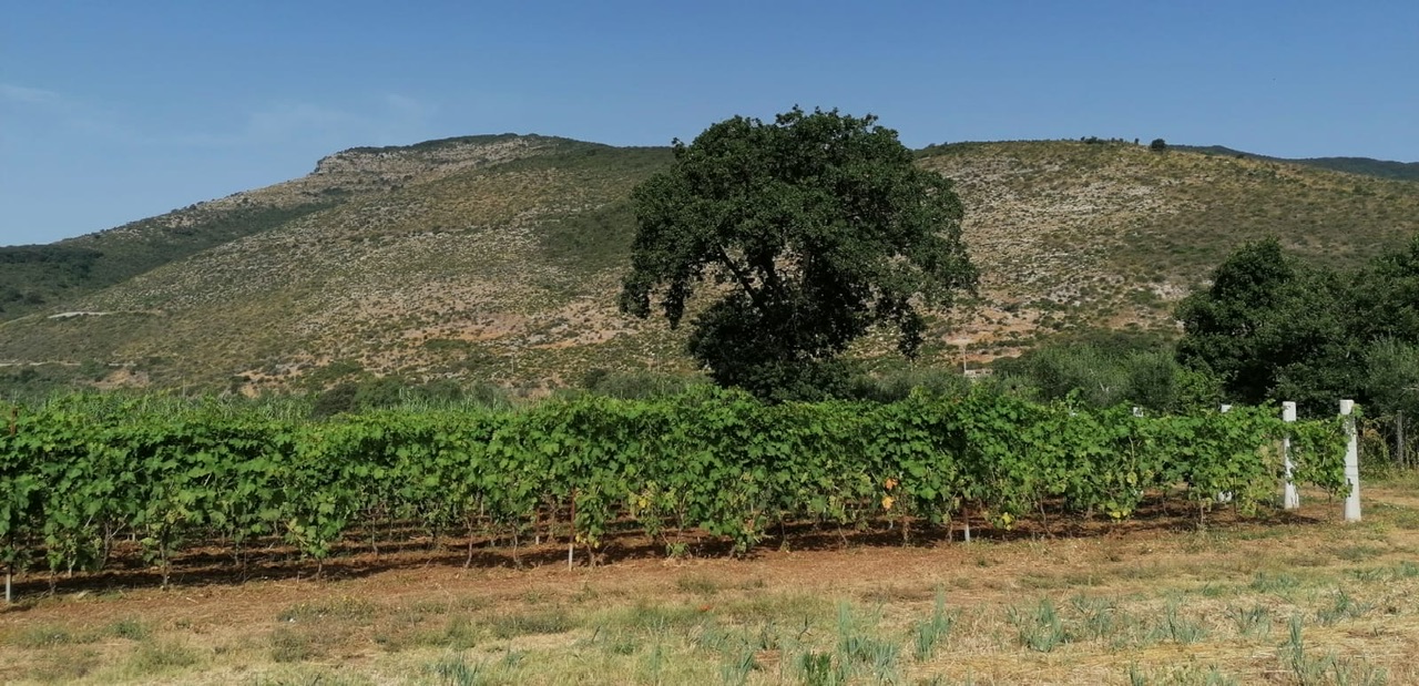 Vini ValleMarina. Marina Boccia: questa azienda non si chiude