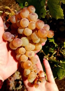 Vini ValleMarina. Marina Boccia: questa azienda non si chiude