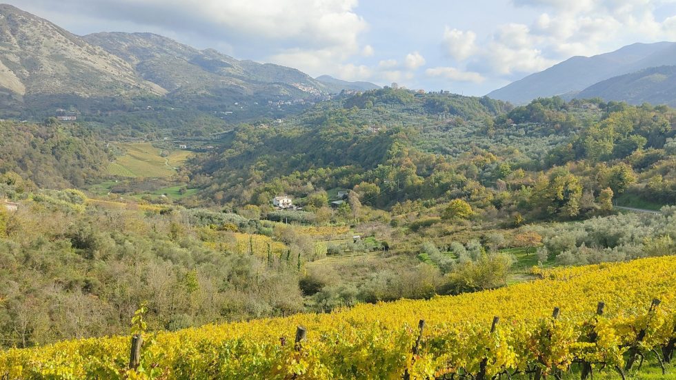 Cantina Michael Formiconi. La libertà di scegliere le proprie idee
