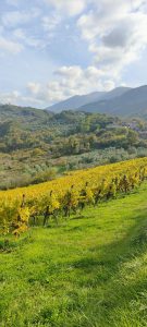 Cantina Michael Formiconi. La libertà di scegliere le proprie idee
