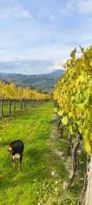 Cantina Michael Formiconi. La libertà di scegliere le proprie idee