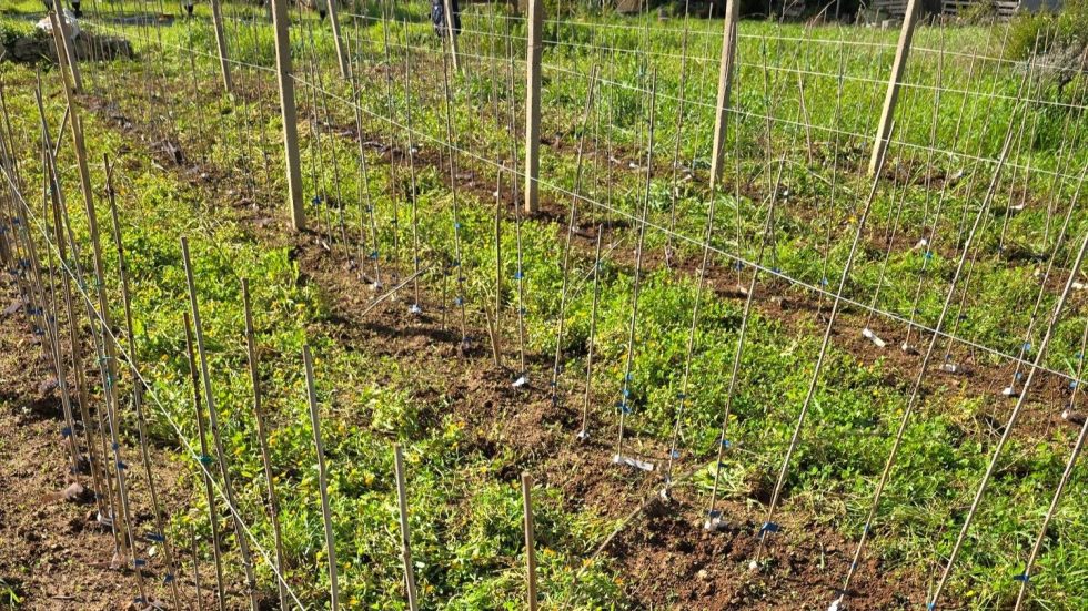 Resistenza a Xylella in Viticoltura, quale strada scegliere?