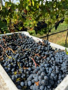 La Vigna di Domani. Nicolò Fenzi e La Romiglia: una storia di coincidenze necessarie