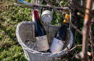 Fai arte, qualcosa cambierà. Primo Maggio in vigna, tra radici etrusche e visioni future