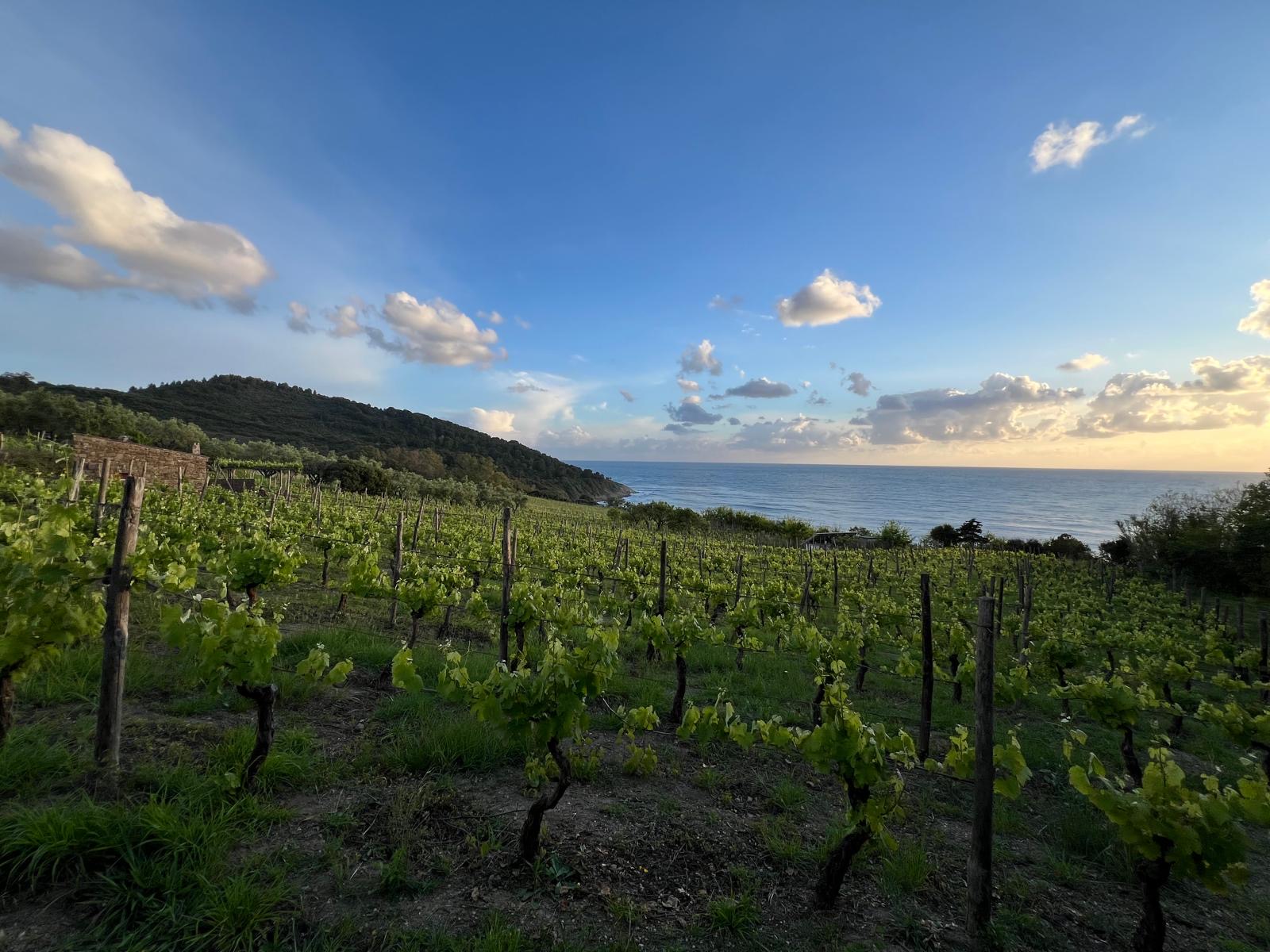 Azienda Agricola San Giovanni. Il mare insegna il silenzio
