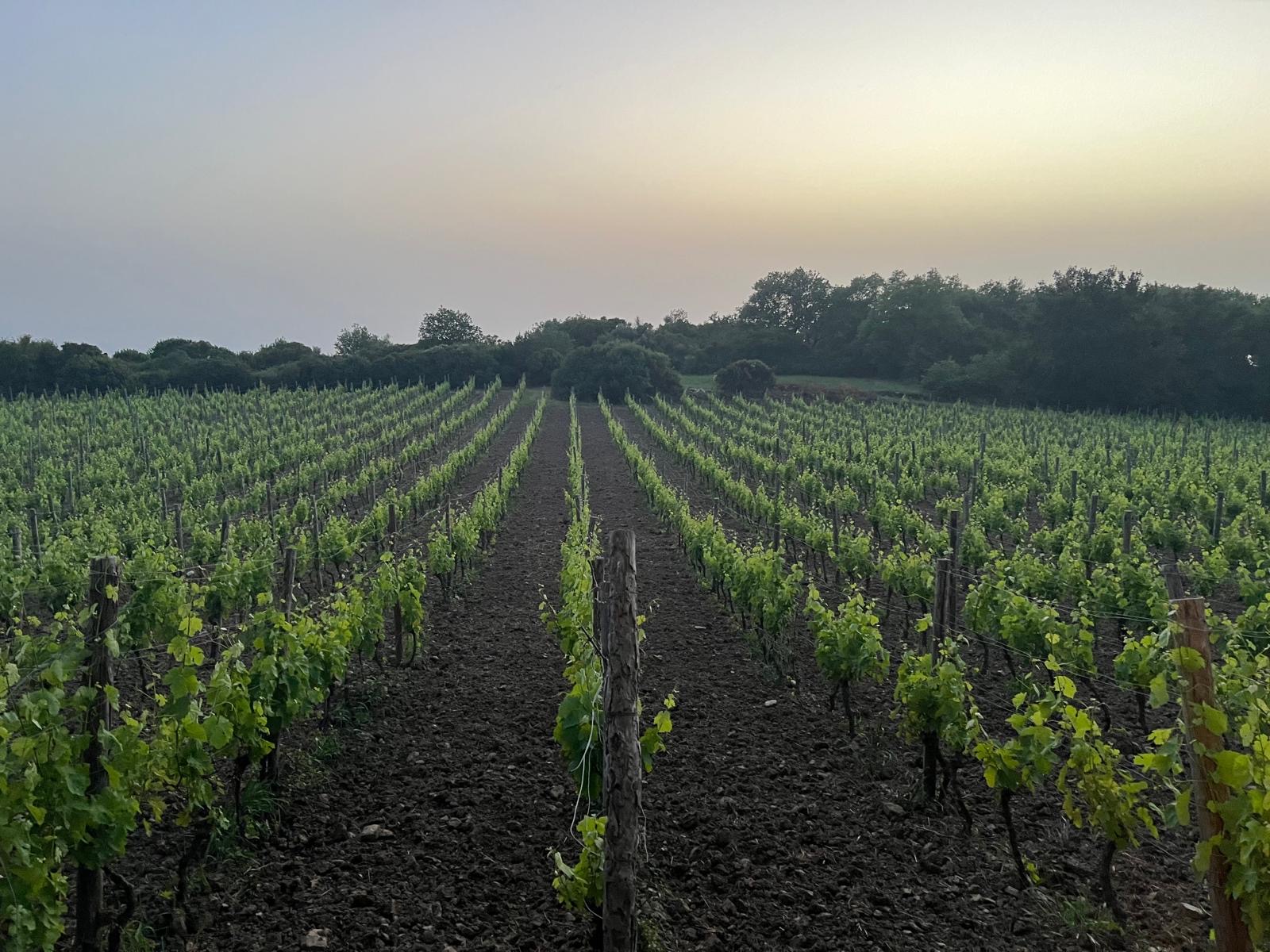 Azienda Agricola San Giovanni. Il mare insegna il silenzio