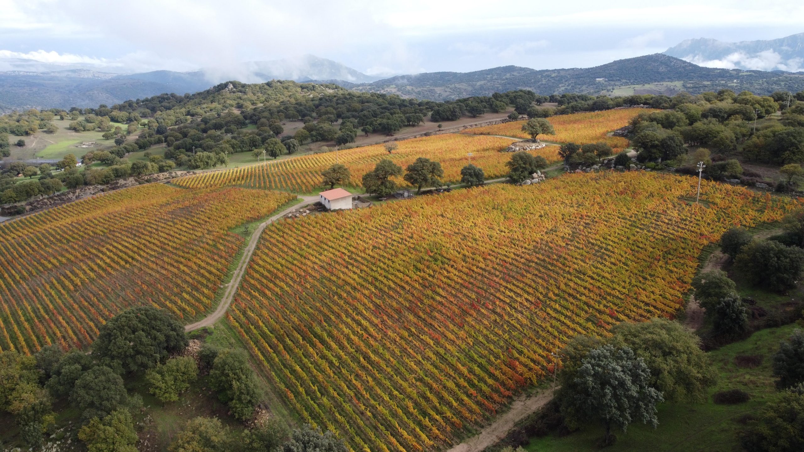 Francesco Sedilesu. Teularju: la terra in prestito