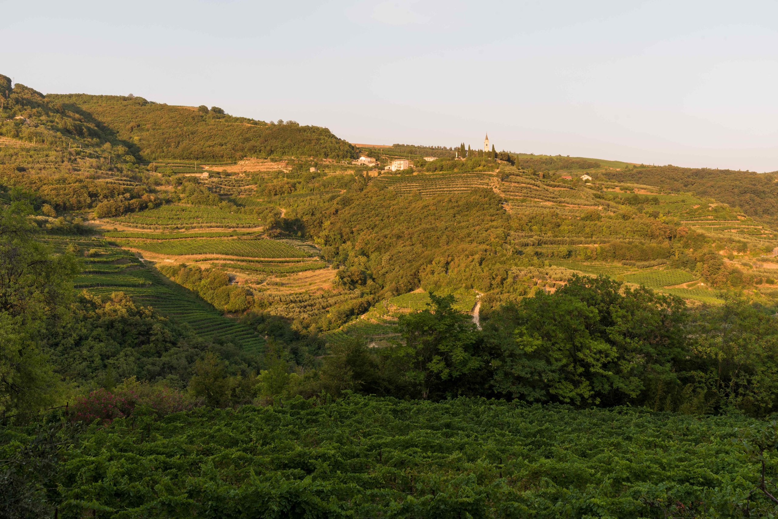 La Vigna di Domani. Nicolò Fenzi e La Romiglia: una storia di coincidenze necessarie