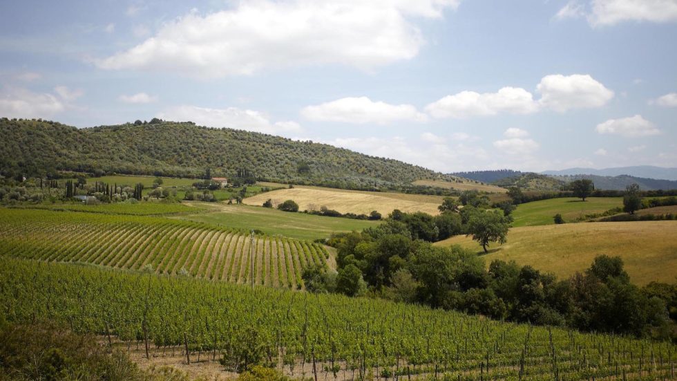Il Montecucco guarda a Vinitaly 2026 con ottimismo: Crescita, Sostenibilità e Promozione Internazionale