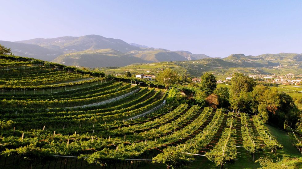 Consorzio Vini Valpolicella: torna Amarone in Capitale