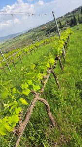 Vignaioli Pepa. La terra che non lasciava liberi