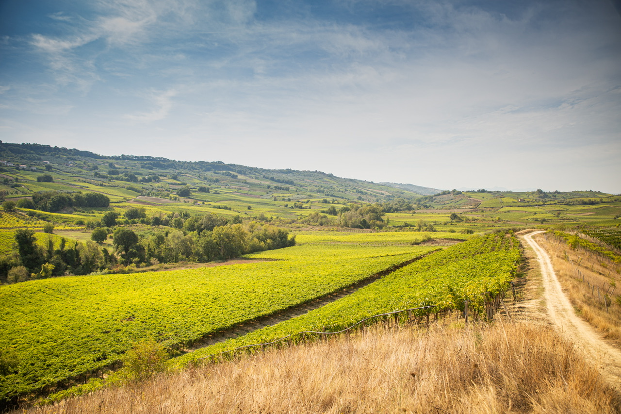 Vigna Madre. La terra ricorda