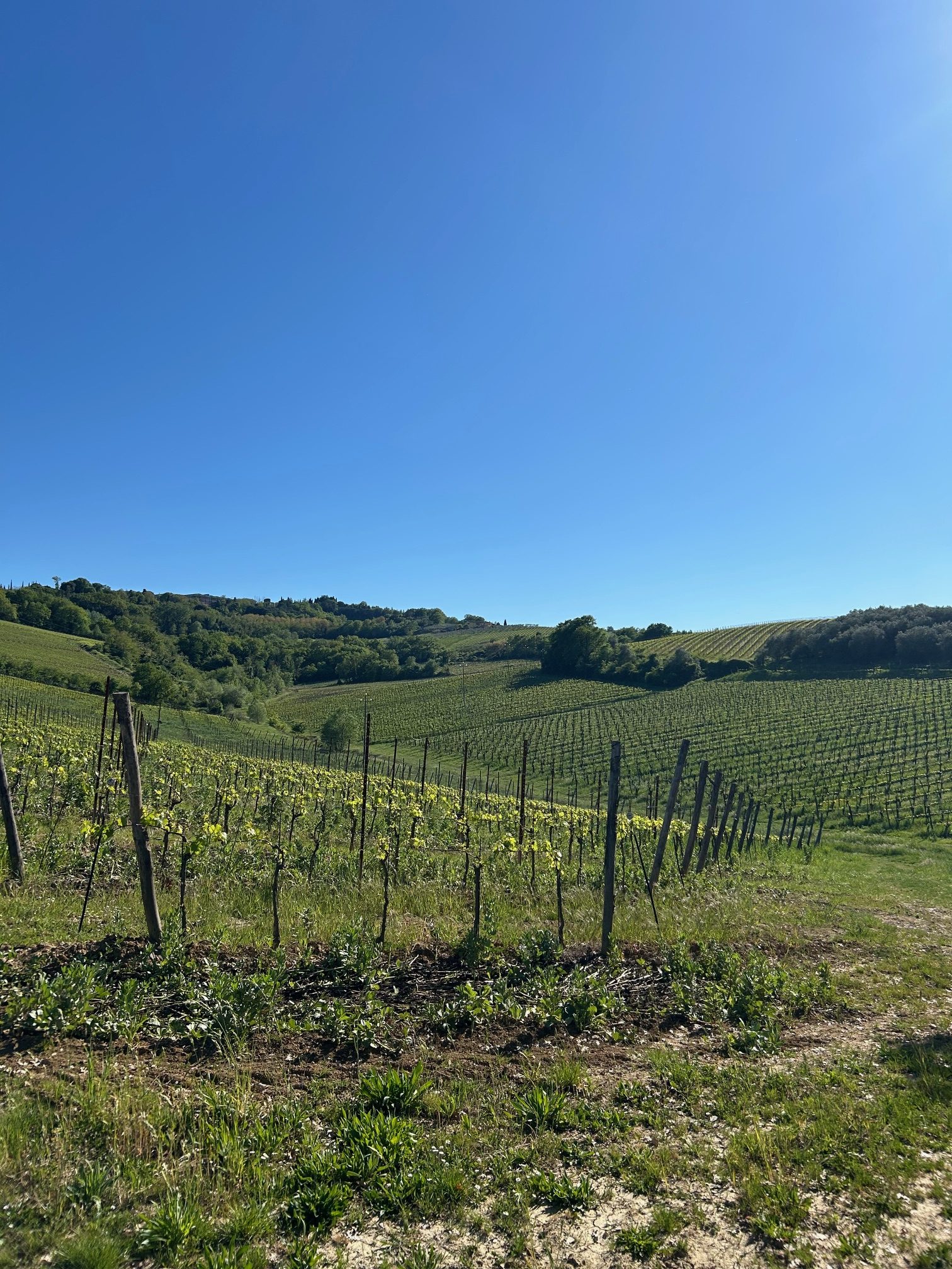 Tiberini Wine. Luca è tante cose