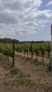 Il Sabato del Vignaiolo FIVI. Il futuro del vino italiano ha già il volto dei giovani.