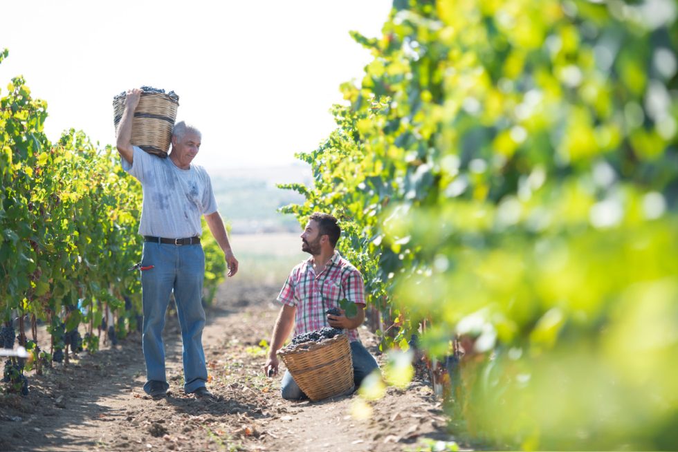 A terra nun menti. Vito Oddo e la vigna di Dattilo