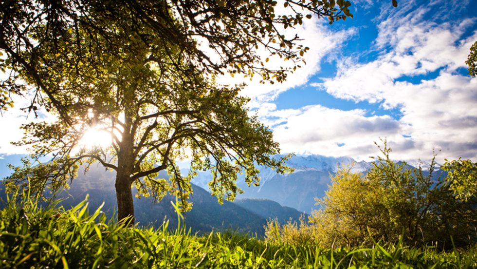 Sidro Maley: il Low Alcol per natura che nasce dai ghiacciai