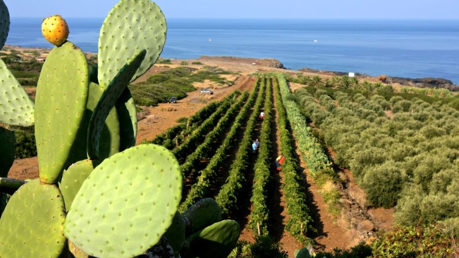 I vini delle Isole Minori: autenticità nel cuore del Mediterraneo