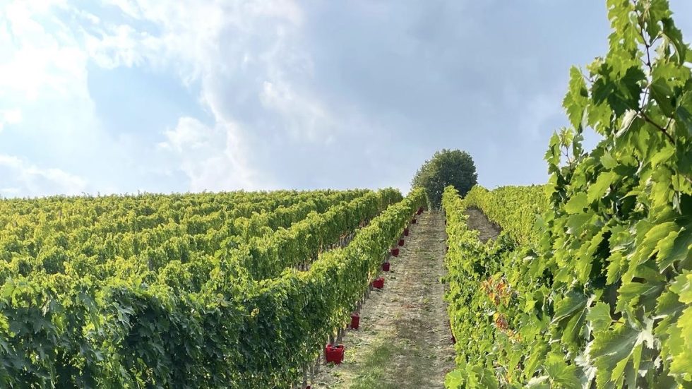 Tenuta Casachiara. Il richiamo della terra